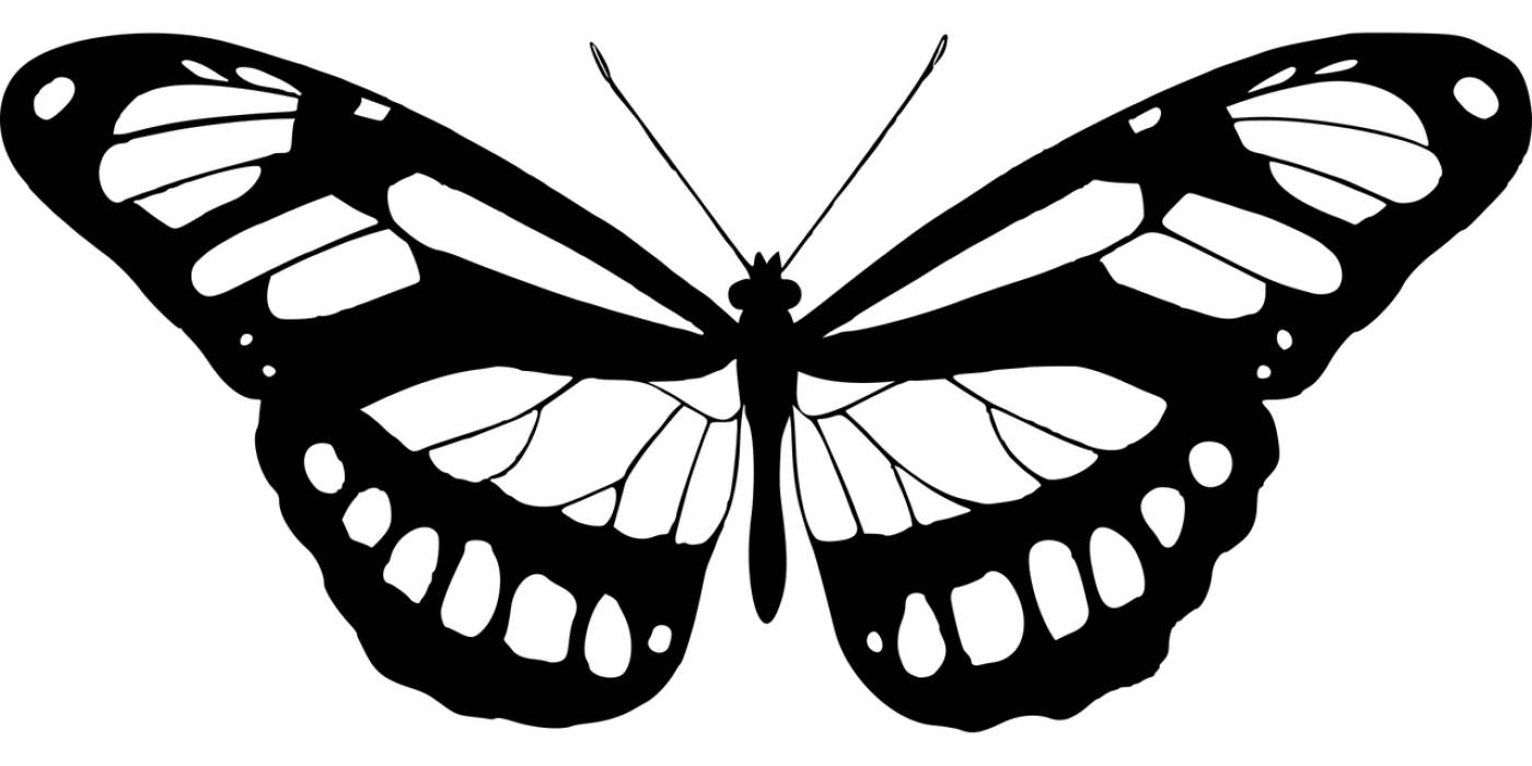 animal butterflies butterfly insect  svg vector