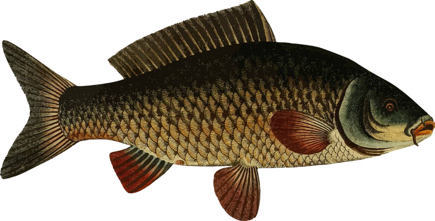 animal carp fish freshwater lake  svg vector