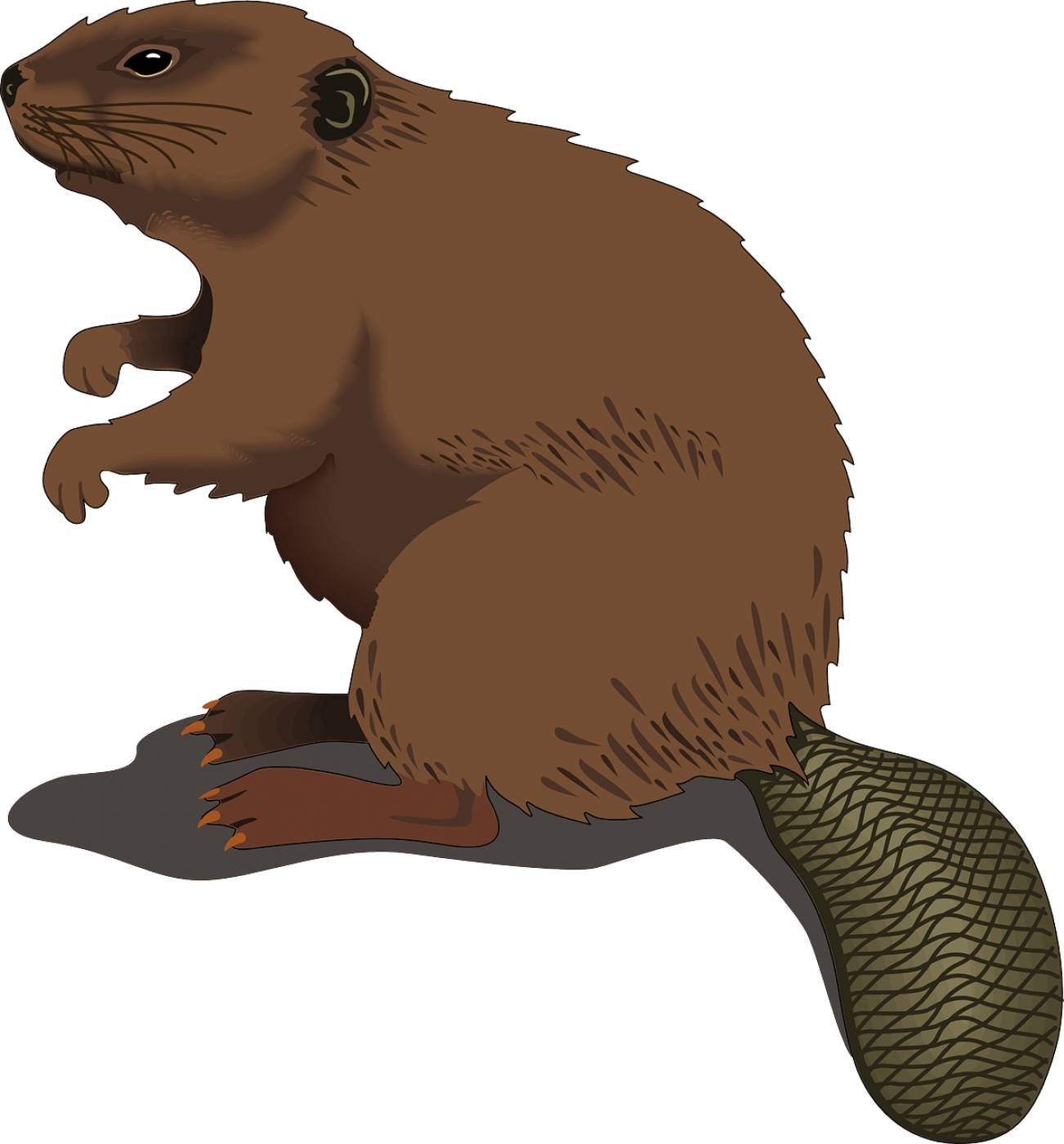 beaver animal rodent mammal  svg vector