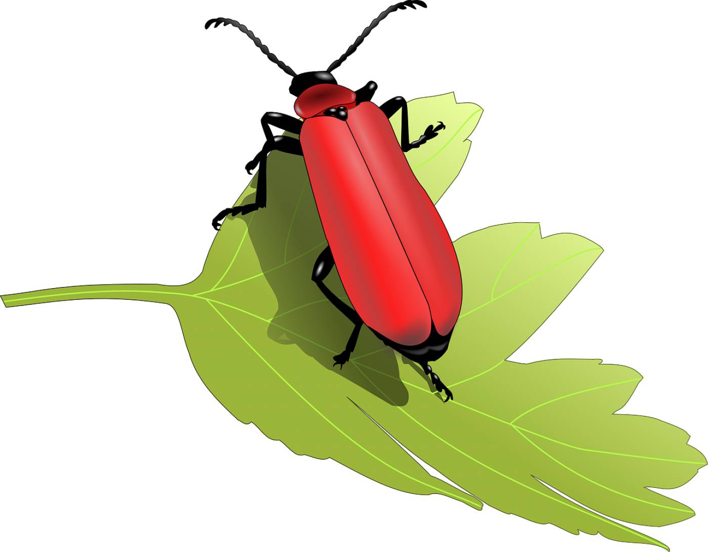 beetle bug insect leaf animal  svg vector