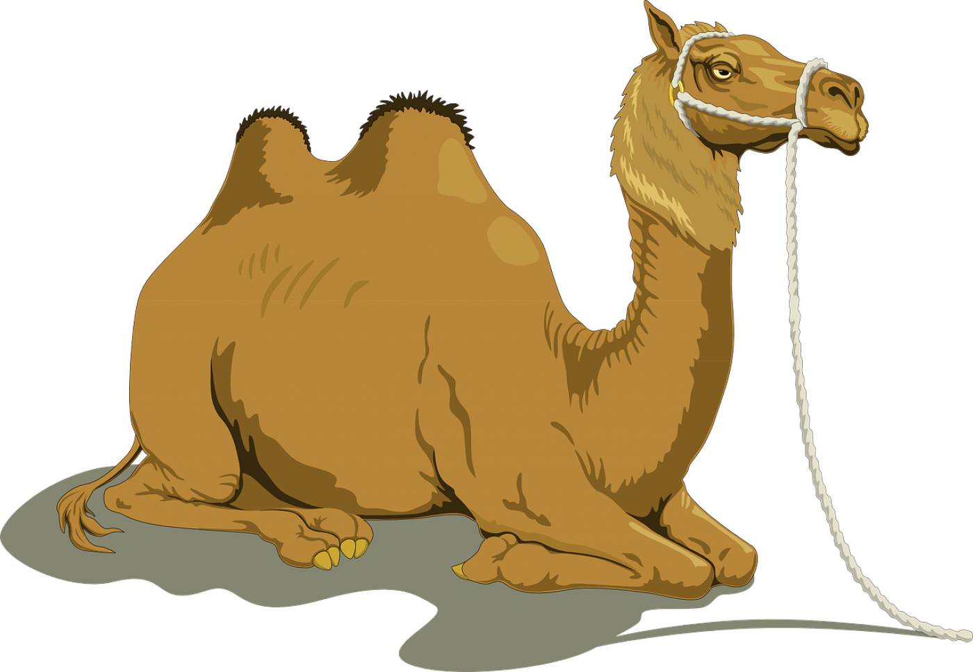 camel animal livestock mammal  svg vector