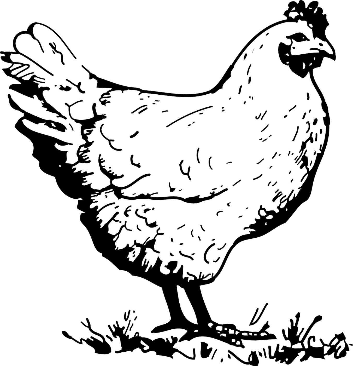 chicken hen poultry bird  svg vector