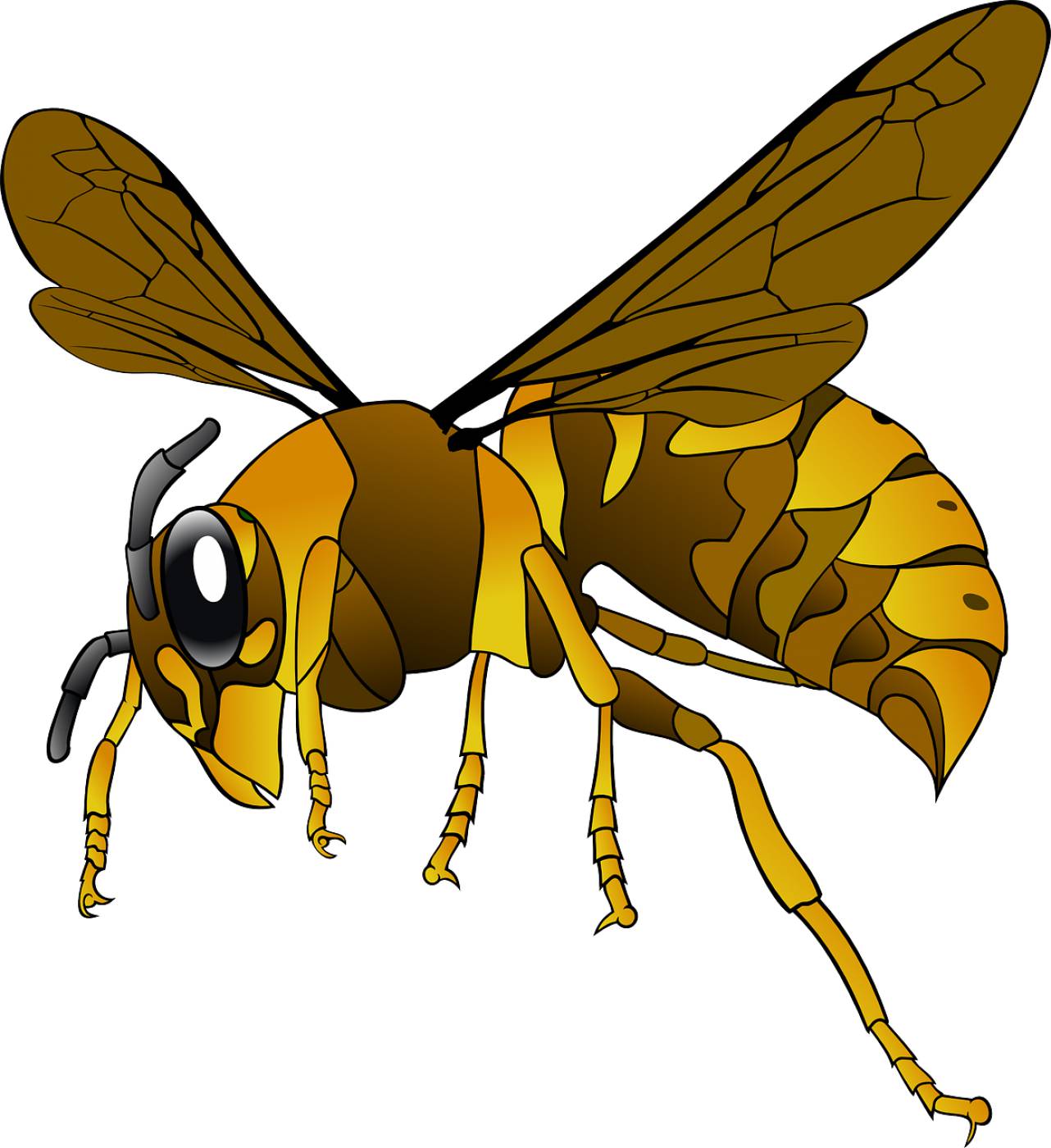 hornet wasp insect animal cut out  svg vector
