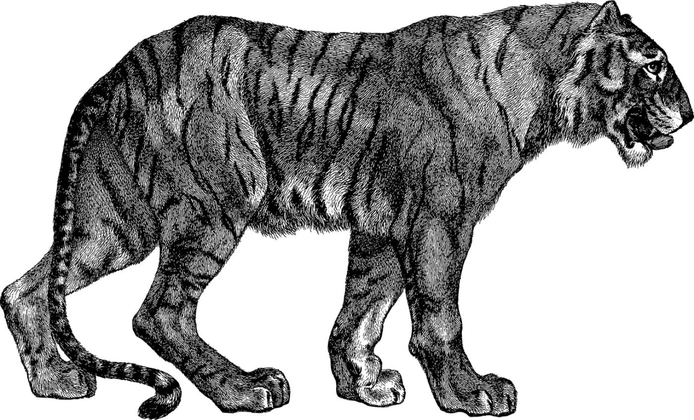 tiger cat line art feline big cat  svg vector