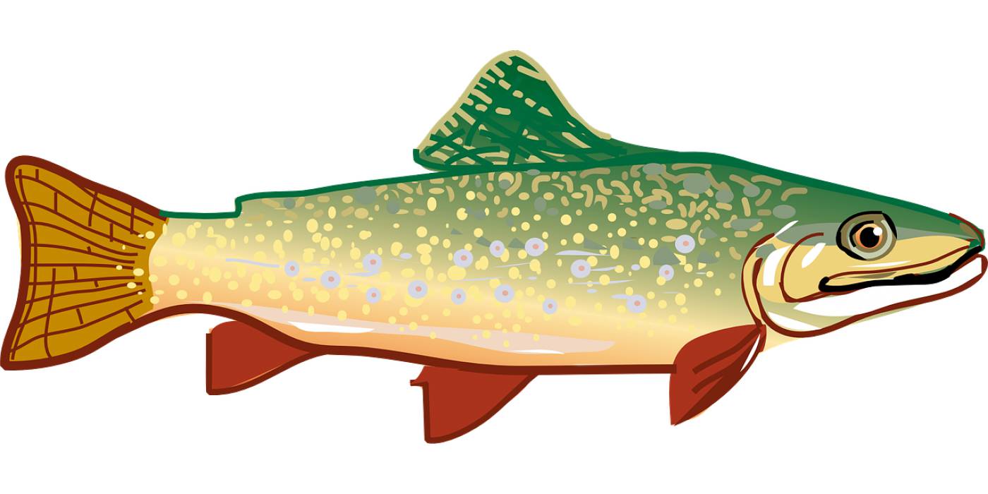 trout fish rainbow trout animal  svg vector