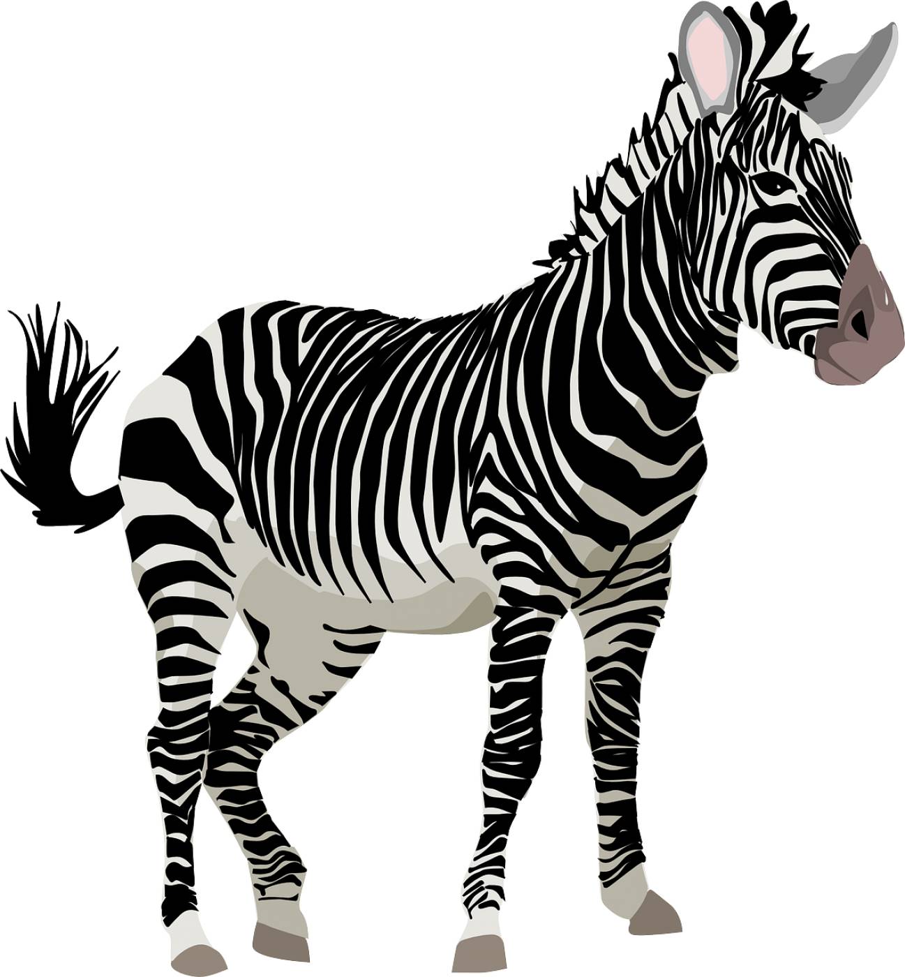 zebra animal wildlife equine  svg vector