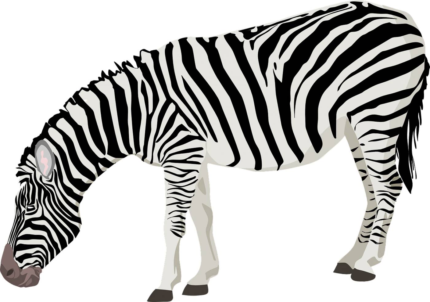 zebra animal wildlife mammal  svg vector