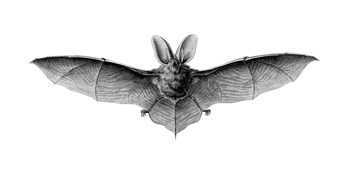 animal bat flight flying mammal  svg vector