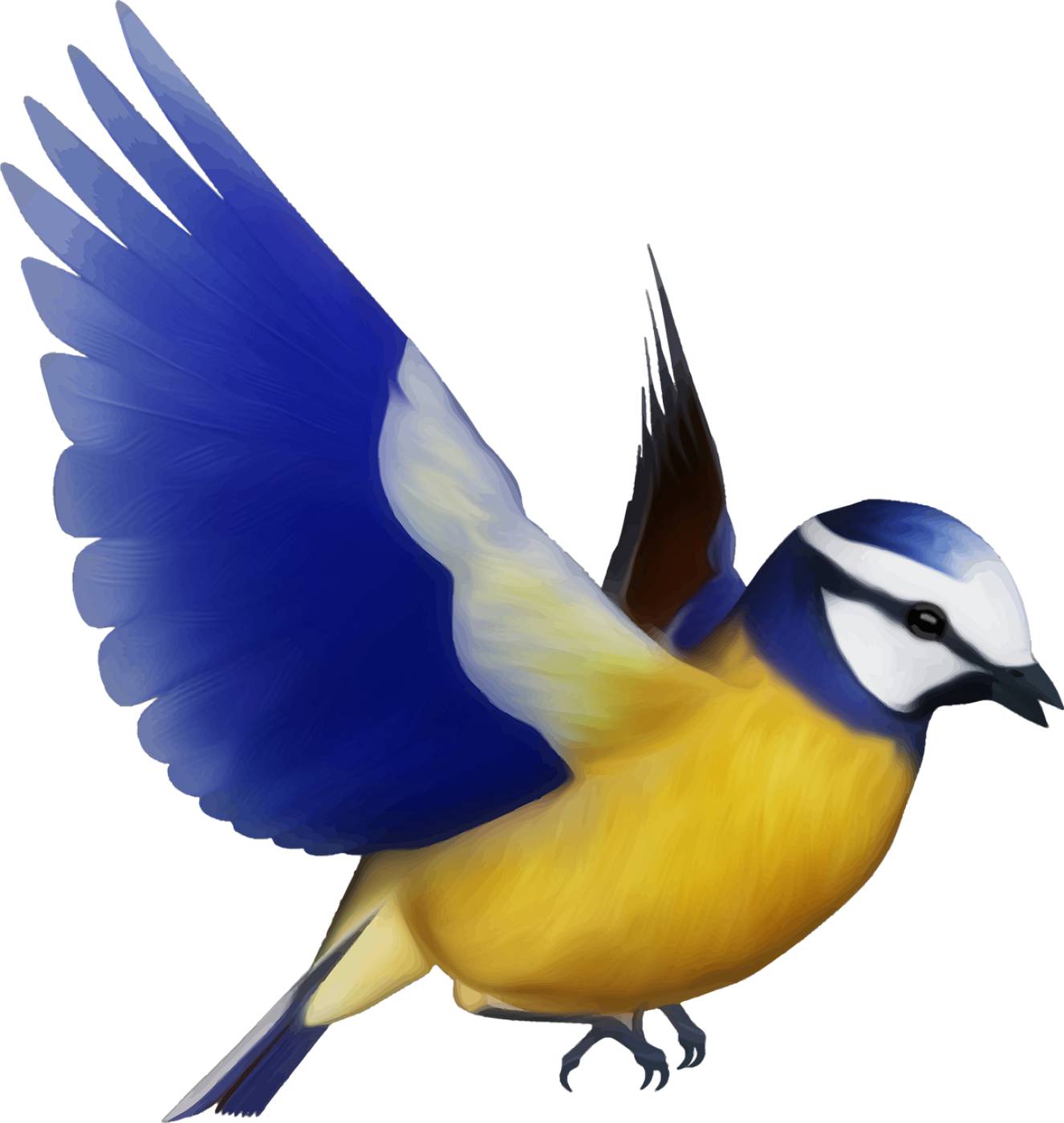 animal bird colorful creature  svg vector