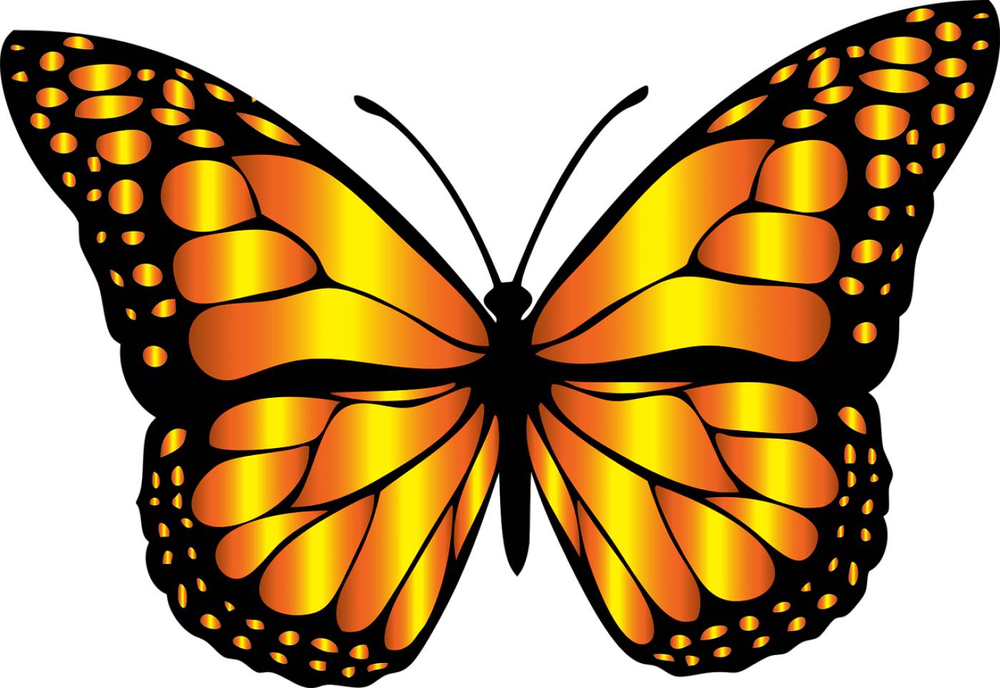 animal butterfly chromatic flying  svg vector