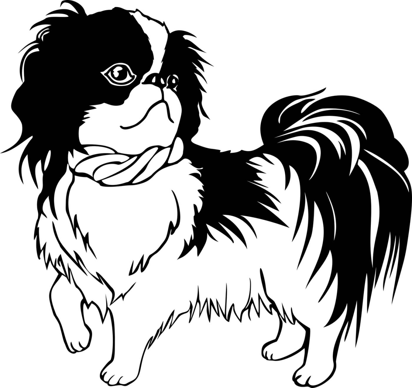 animal canine dog japanese chin  svg vector