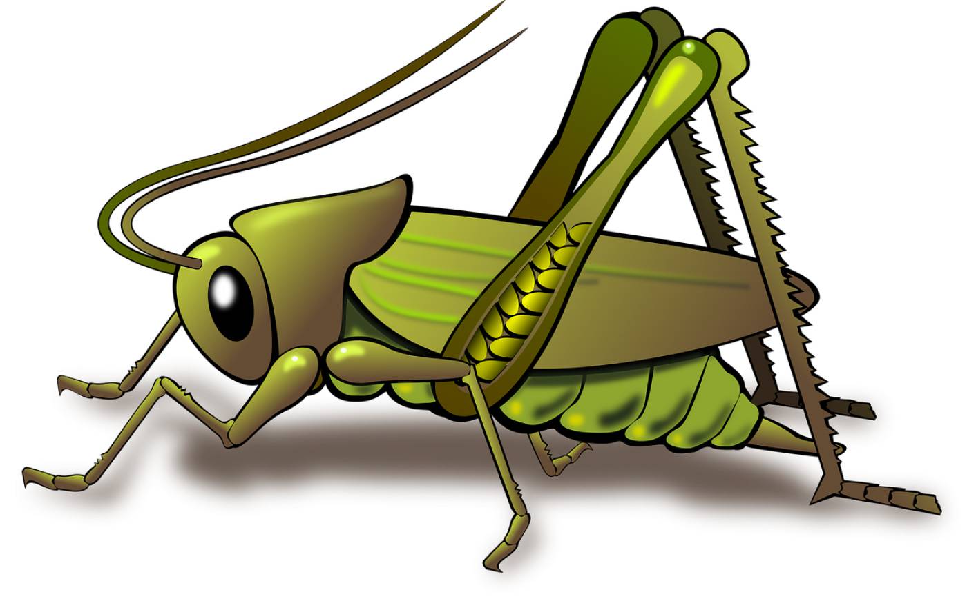 animal grasshopper insect nature  svg vector