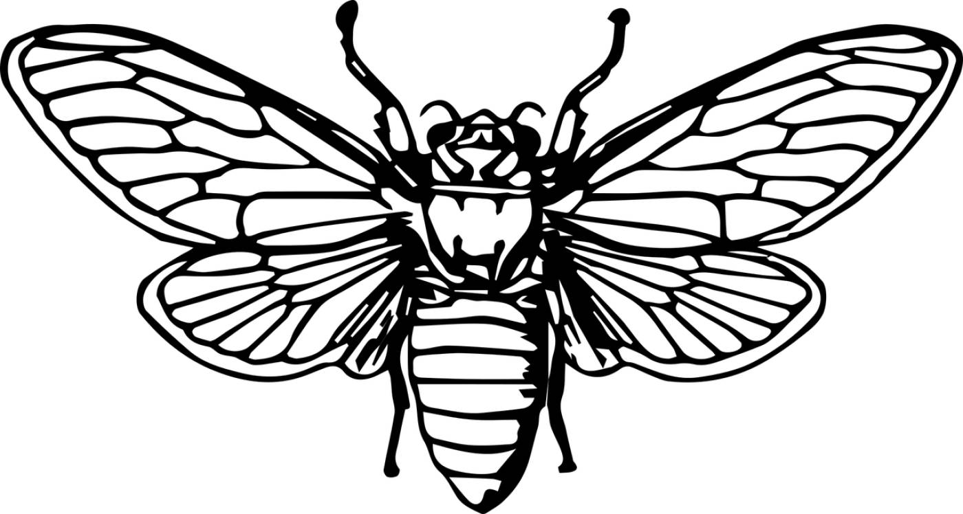 bee honeybee insect animal bee  svg vector