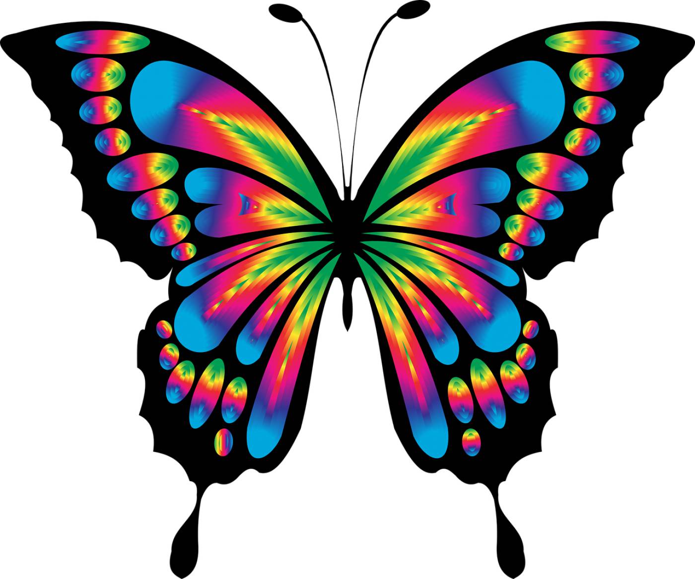 butterfly insect chromatic colorful  svg vector