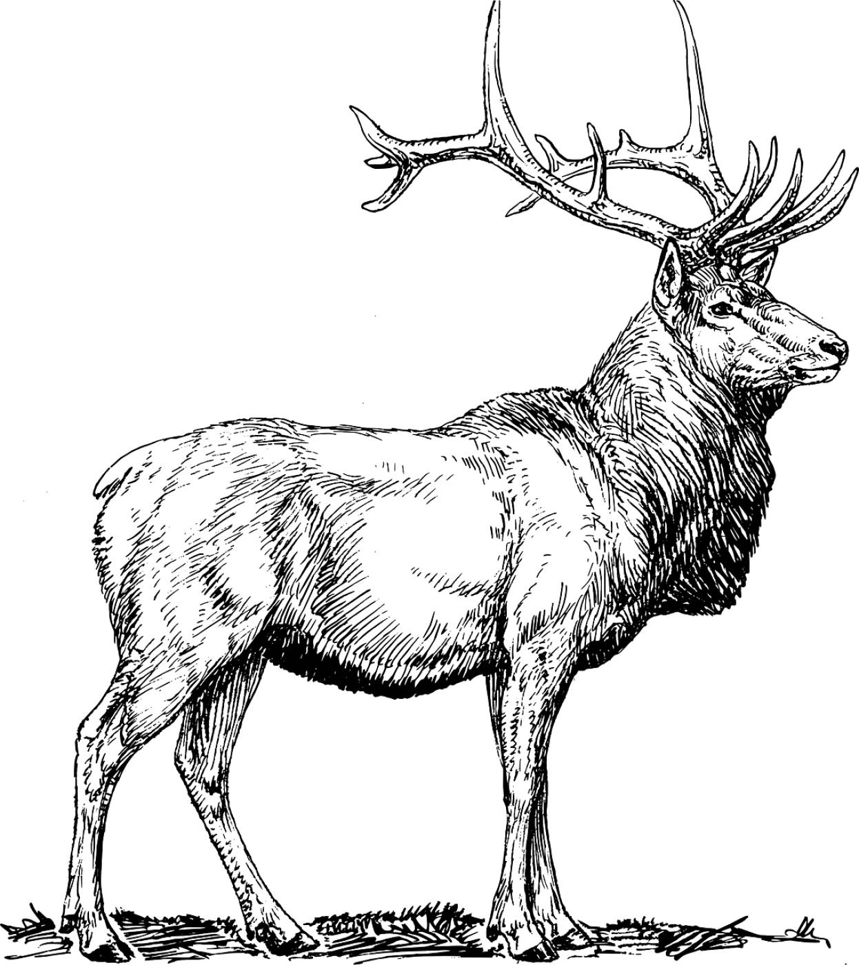 elk moose deer head animal  svg vector