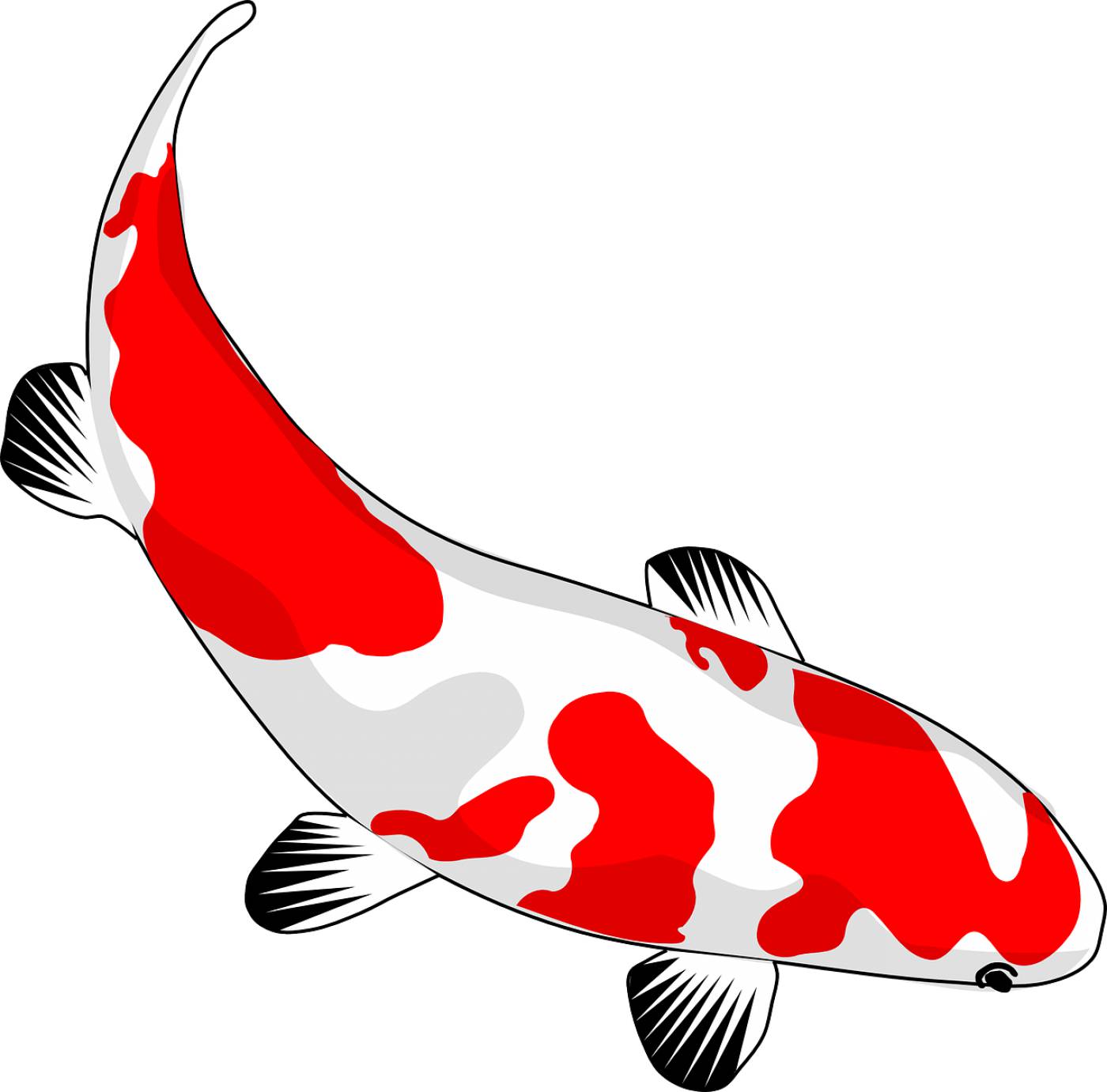 fish koi red white nishikigoi  svg vector