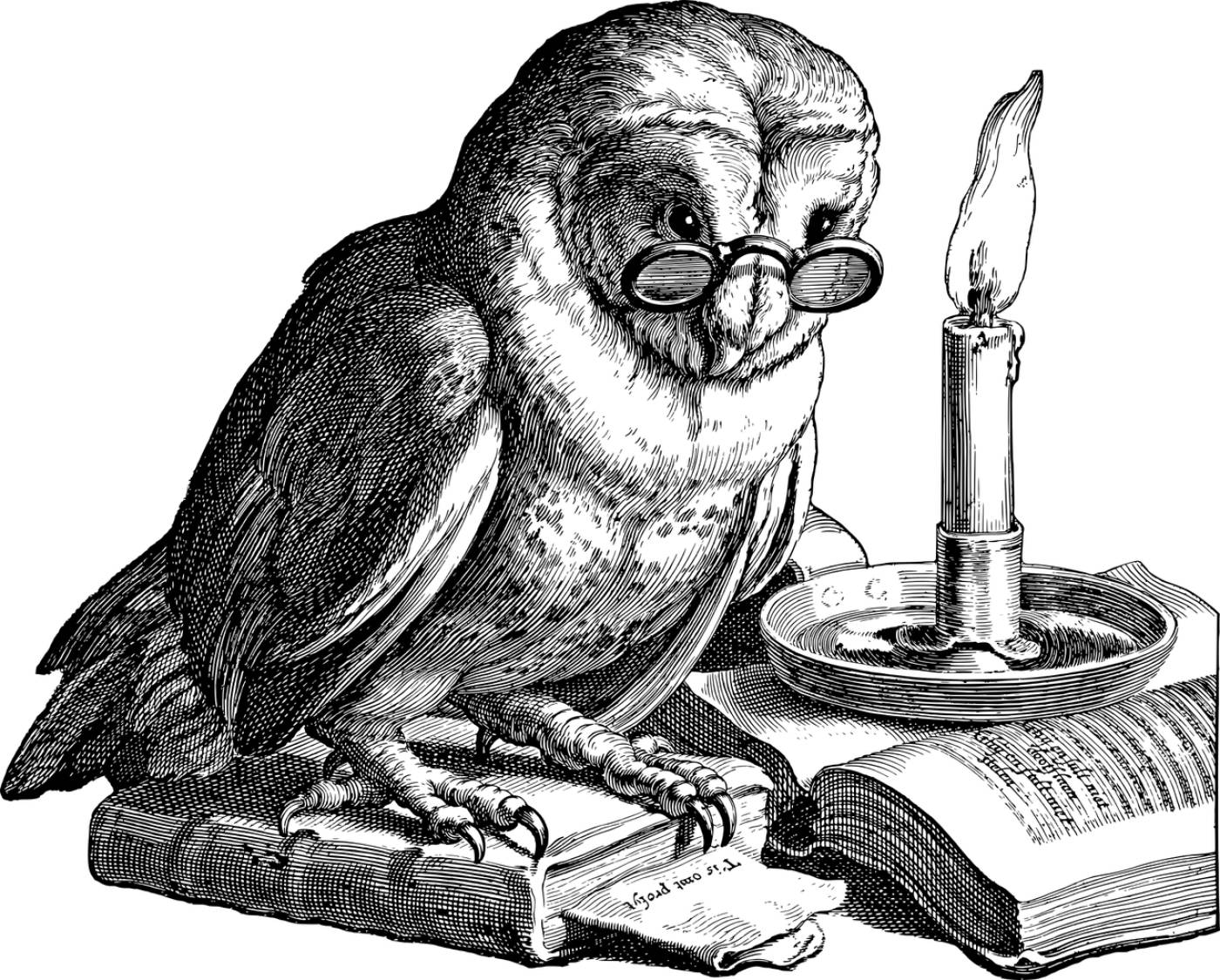 owl bird reading book study  svg vector