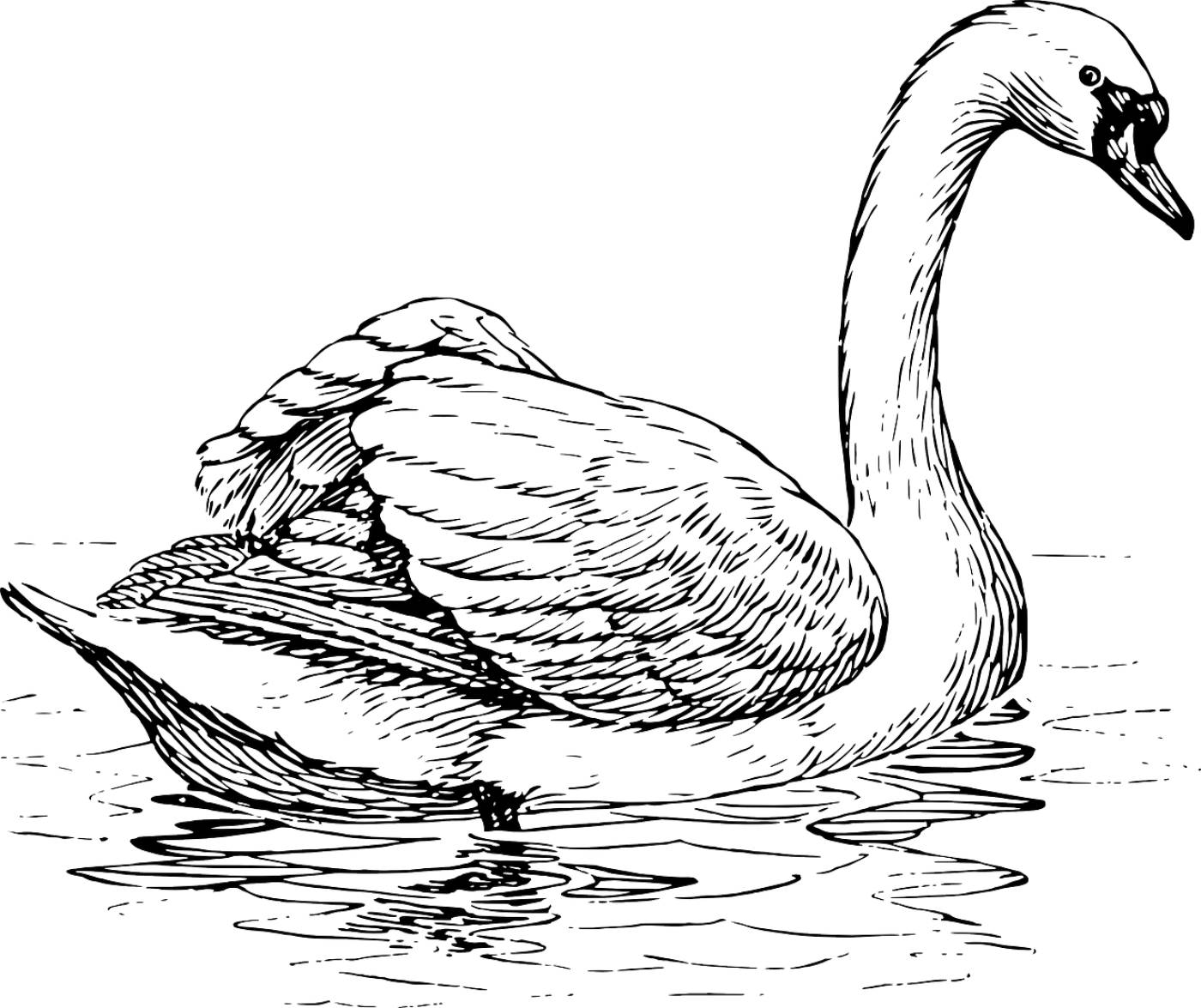 swan bird animal biology  svg vector