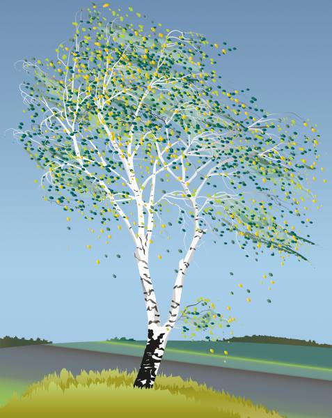 birch tree birch tree illustration  svg vector cut file