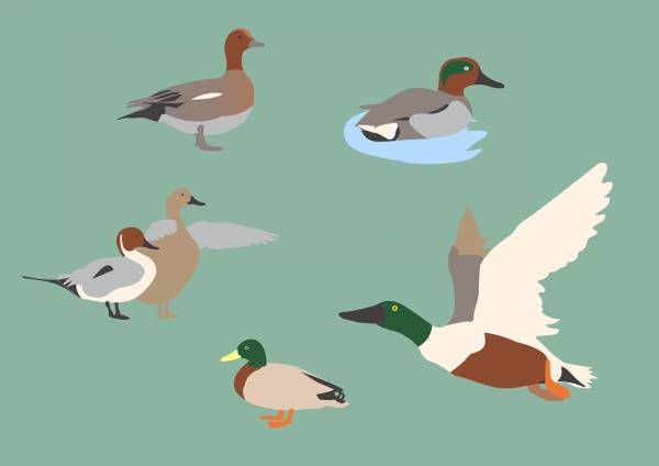 ducks birds animals waterfowls  svg vector cut file