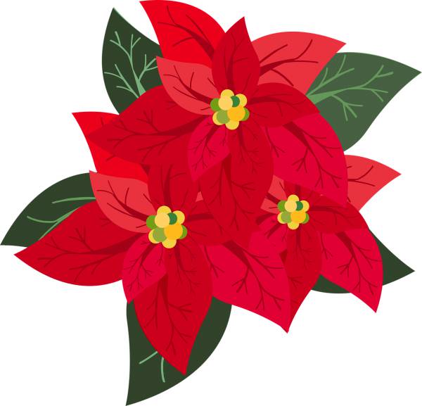 graphic poinsettia christmas advent  svg vector cut file