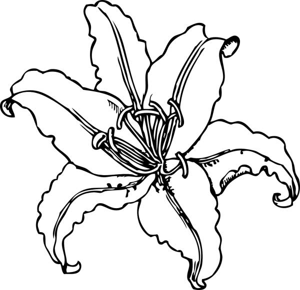 tiger lily lily flower outline  svg vector cut file