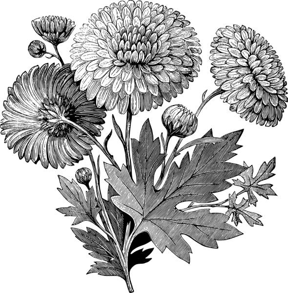 flower floral line art decorative  svg vector cut file