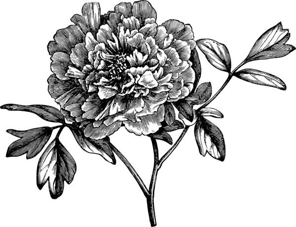 peony flower line art floral plant  svg vector cut file
