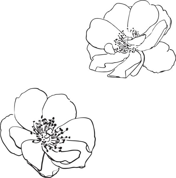 rose wild flowers drawn spring  svg vector cut file