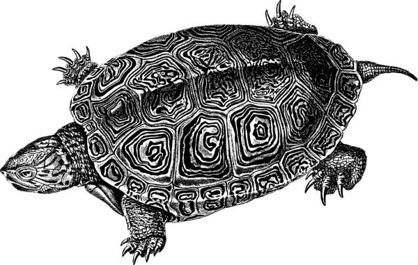 sea turtle animal line art marine  svg vector cut file