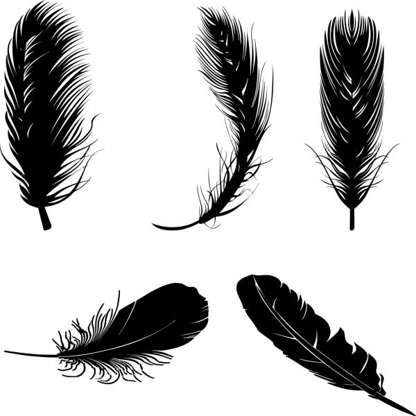 feathers birds silhouette animal  svg vector cut file