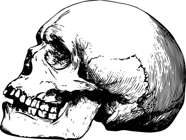 bone dead head skeleton skull  svg vector cut file