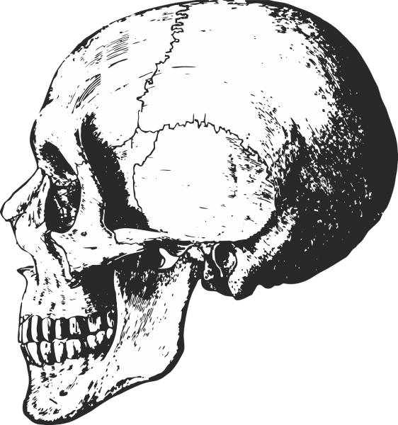 skeleton skull bones halloween  svg vector cut file