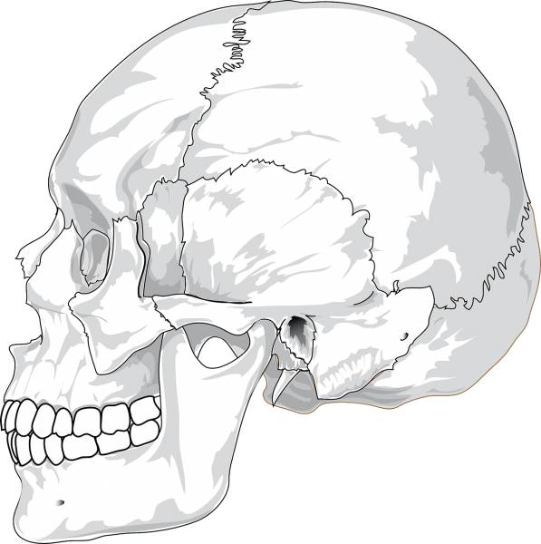 skull head bone skeleton jaw  svg vector cut file