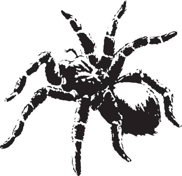 spider nature web creepy spooky  svg vector cut file