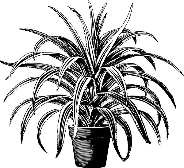 houseplant leaf leafy leaves plant  svg vector cut file