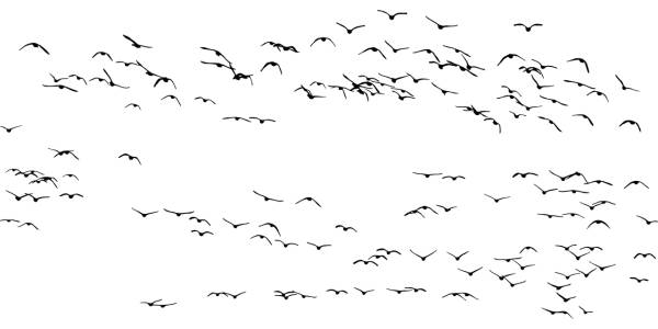 birds flock silhouette animals  svg vector cut file