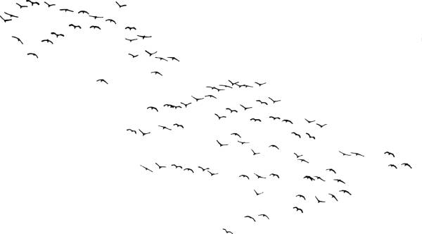 birds silhouette animals flying  svg vector cut file
