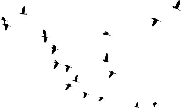 birds silhouette animals flying  svg vector cut file