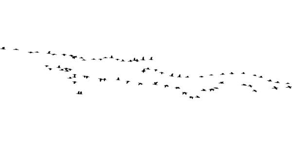 birds silhouette animals flying  svg vector cut file