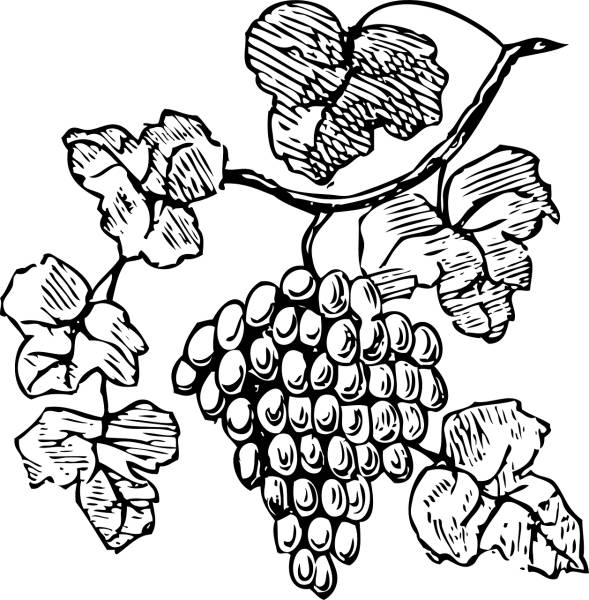 grapes grapevine fruits vine food  svg vector cut file