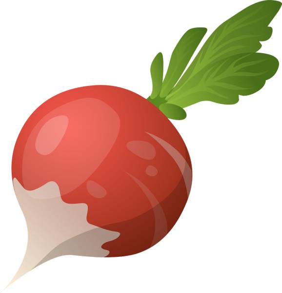 radish vegetable raw fresh food  svg vector cut file