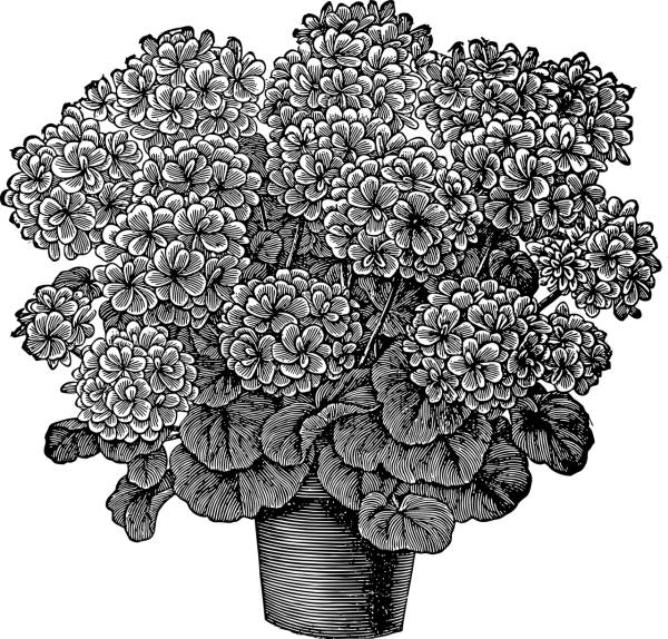 chrysanthemum flower sketch  svg vector cut file