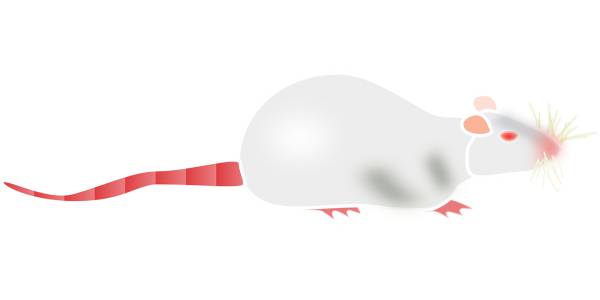 albino rat mouse lab laboratory  svg vector cut file
