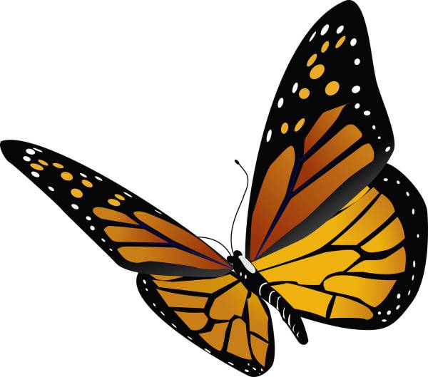 animal butterfly insect butterfly  svg vector cut file