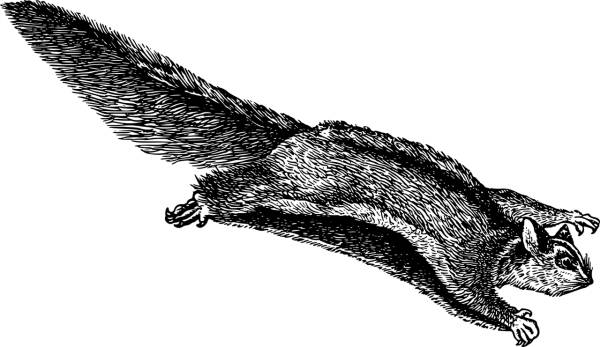 animal flying marsupial phalanger  svg vector cut file