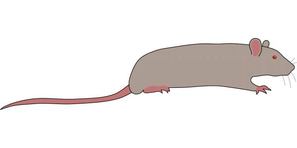 animal rat mouse rat rat rat rat  svg vector cut file