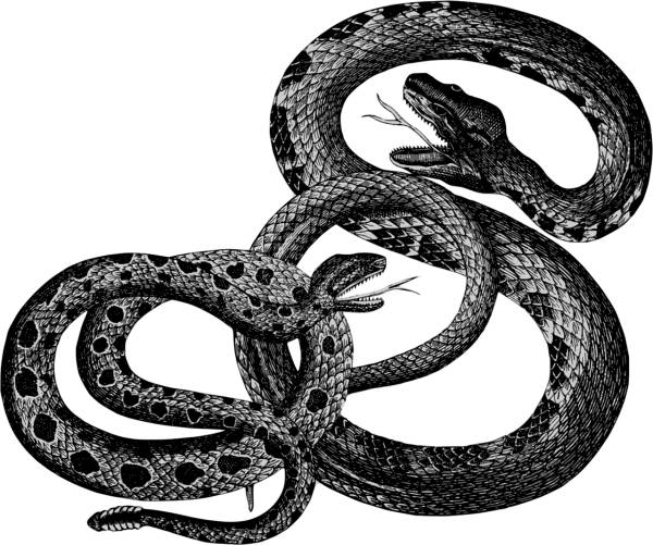 animals reptiles snakes vintage  svg vector cut file
