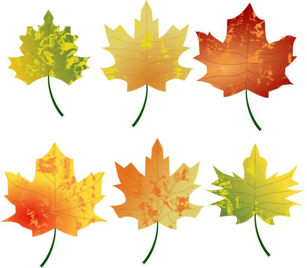 autumn colours fall leaf leaves  svg vector cut file