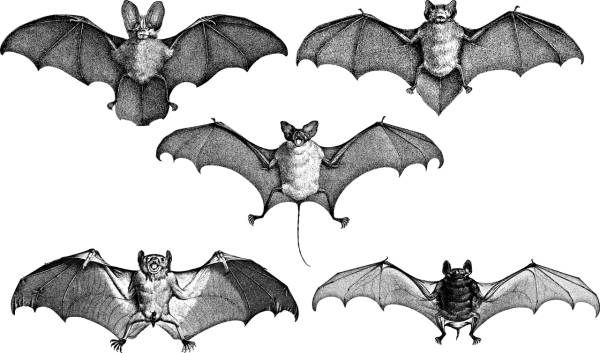 bats wings line art flying animals  svg vector cut file